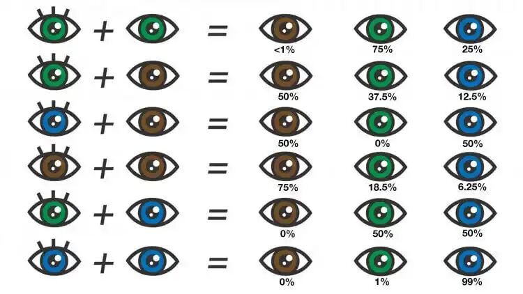 https://www.chicco.it/dw/image/v2/BJJJ_PRD/on/demandware.static/-/Sites-Chicco-Italy-Library/it_IT/dw67c78e48/site/13-Consigli/Articles/Sviluppo/Newborn eye color/Eye-Color-Chart-What-Color-Eyes-Will-My-Baby.jpg