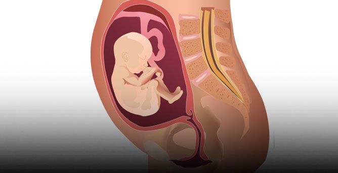 La ventunesima settimana di gravidanza